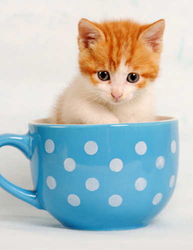 Home_Section1_Image2